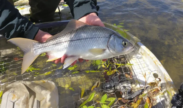 Como capturar lambaris com eficiência