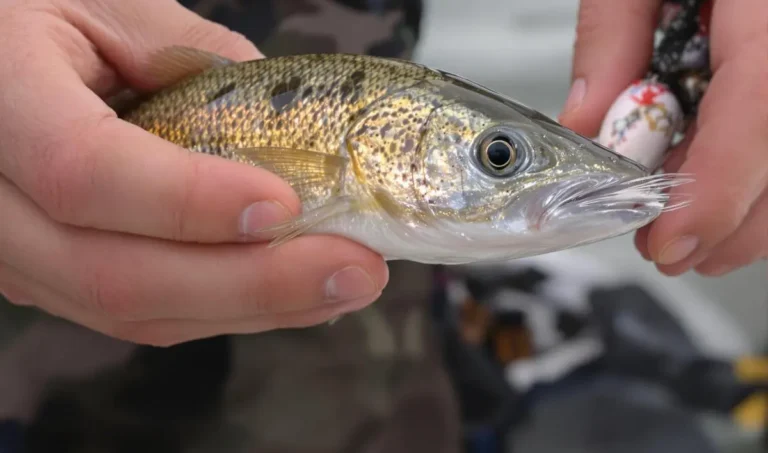 Iscas naturais versus iscas artificiais: qual a melhor?