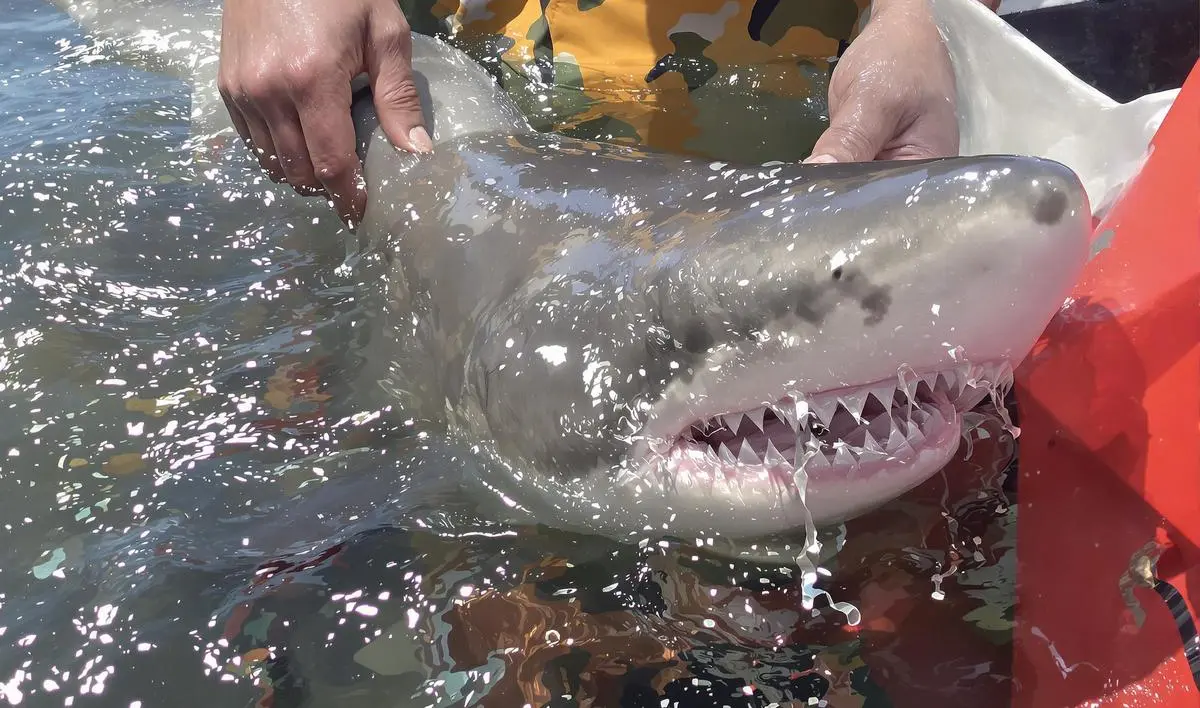 Manuseio do Tubarão: Cautela e Respeito