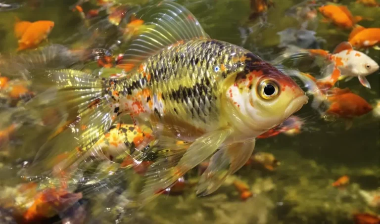 Pesca de dourado: dicas e truques