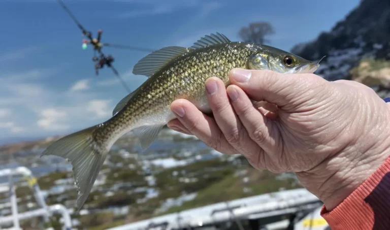 Pesca de peixes pequenos com anzóis finos