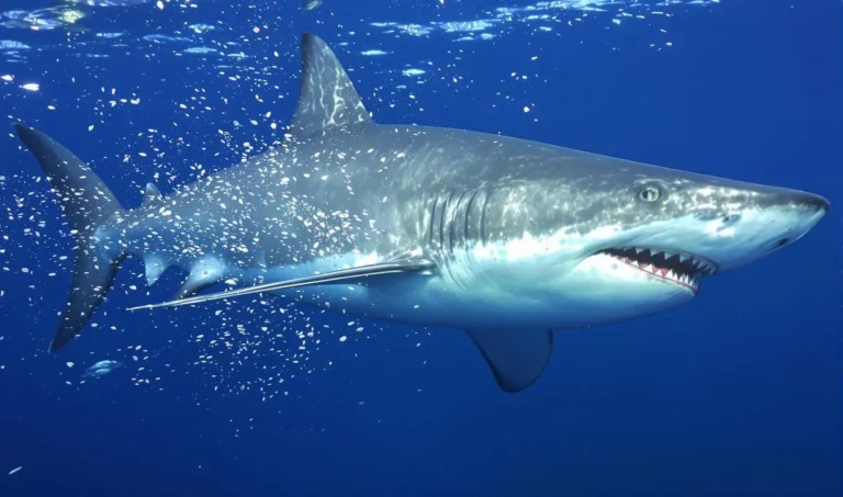 Pesca de tubarões: regras e técnicas de segurança