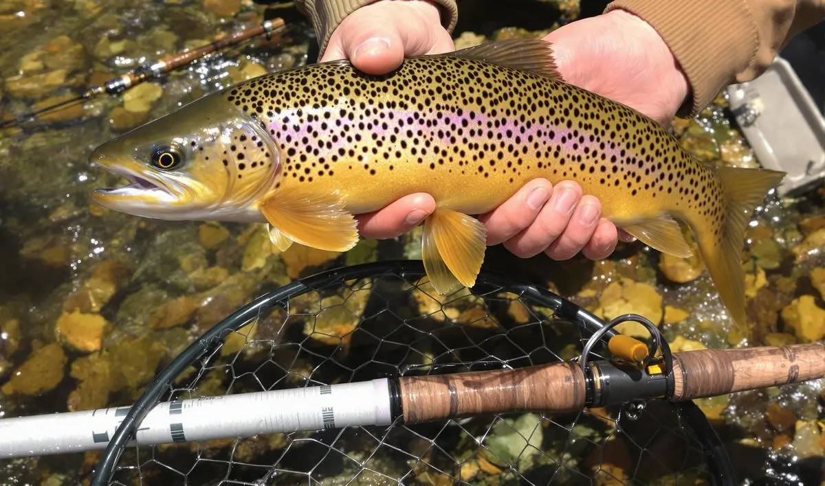 Varas para Pesca de Dourado