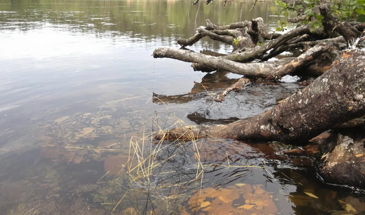 A Importância do Uso de um Alicate de Pesca