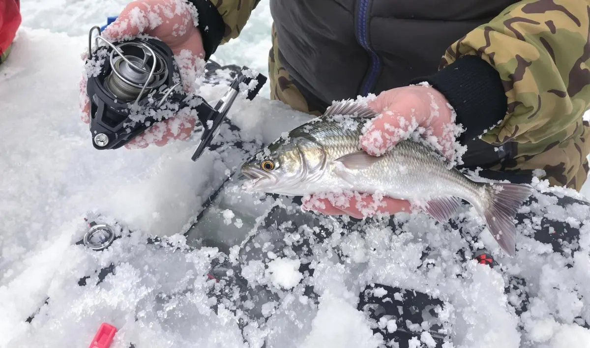 Carretilhas de Perfil Alto: Potência e Resistência para Peixes Maiores