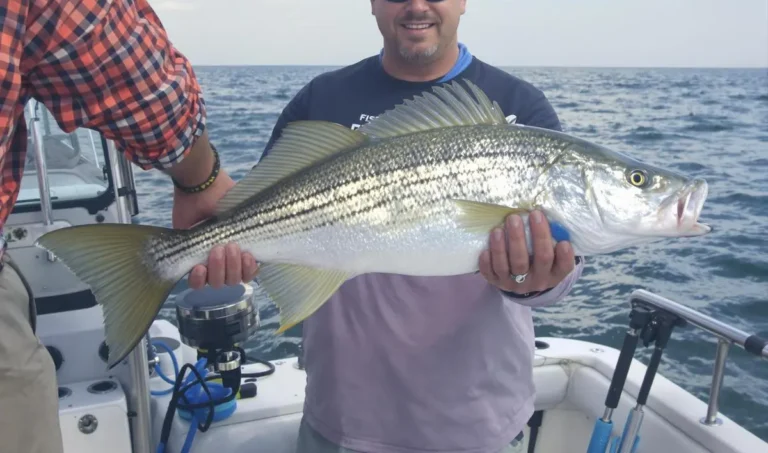 Como pescar robalo em mar aberto