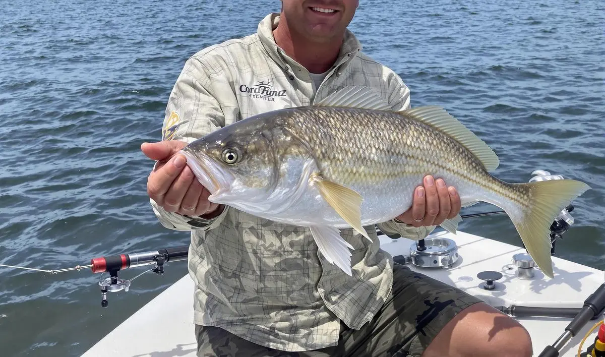 Escolhendo a Carretilha Ideal para a Pesca de Corvina com Linha Fina