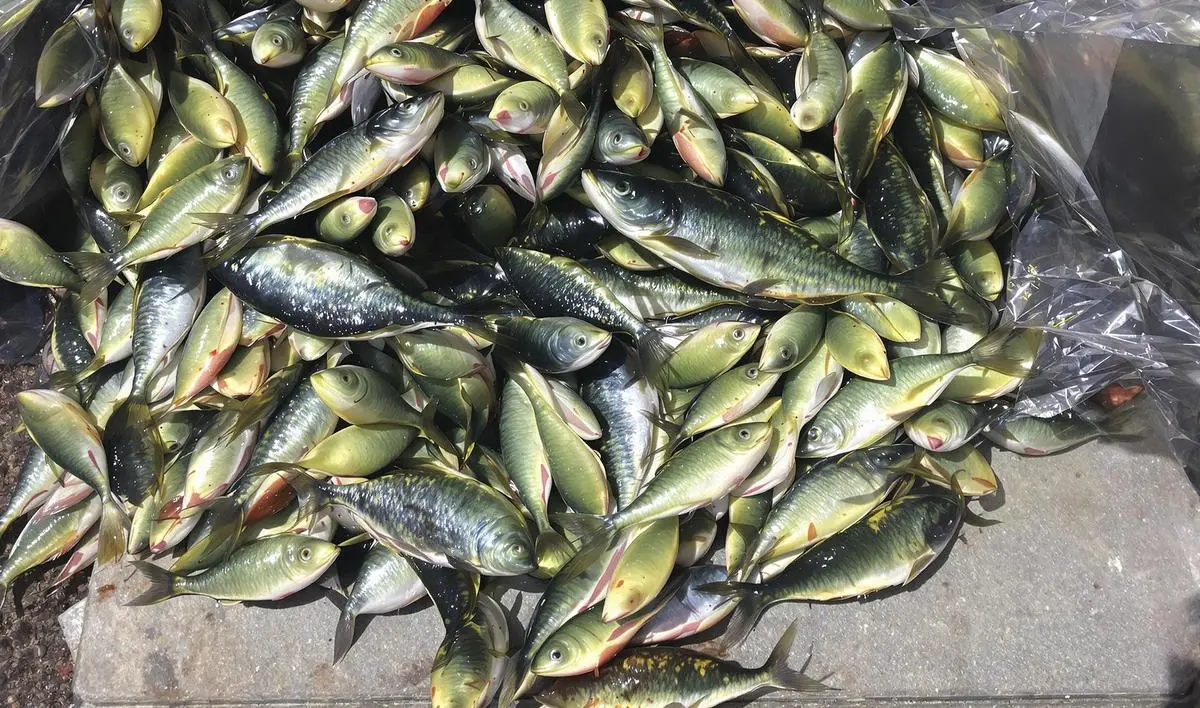 Eutanásia de Espécies Invasoras: Métodos Humanitários