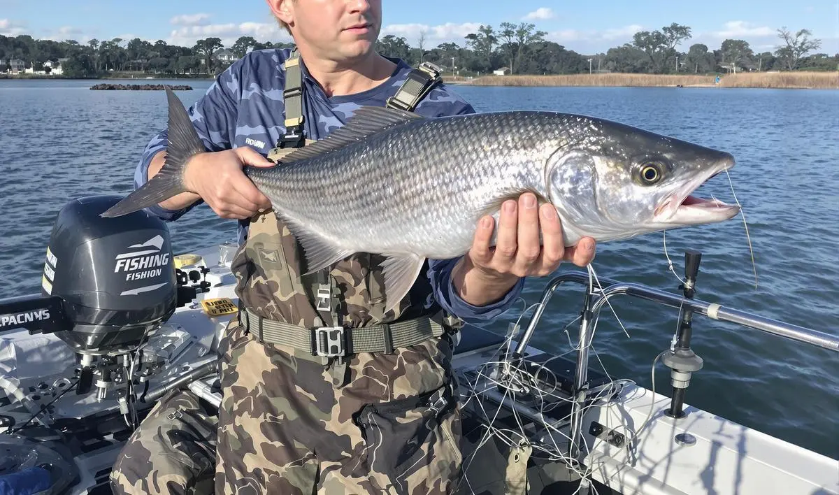Formato do Anzol: Curva, Ponta e Arestas