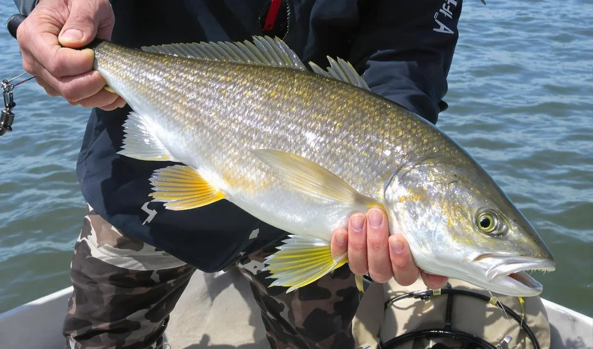 Iscas Artificiais para a Pesca de Tambaqui
