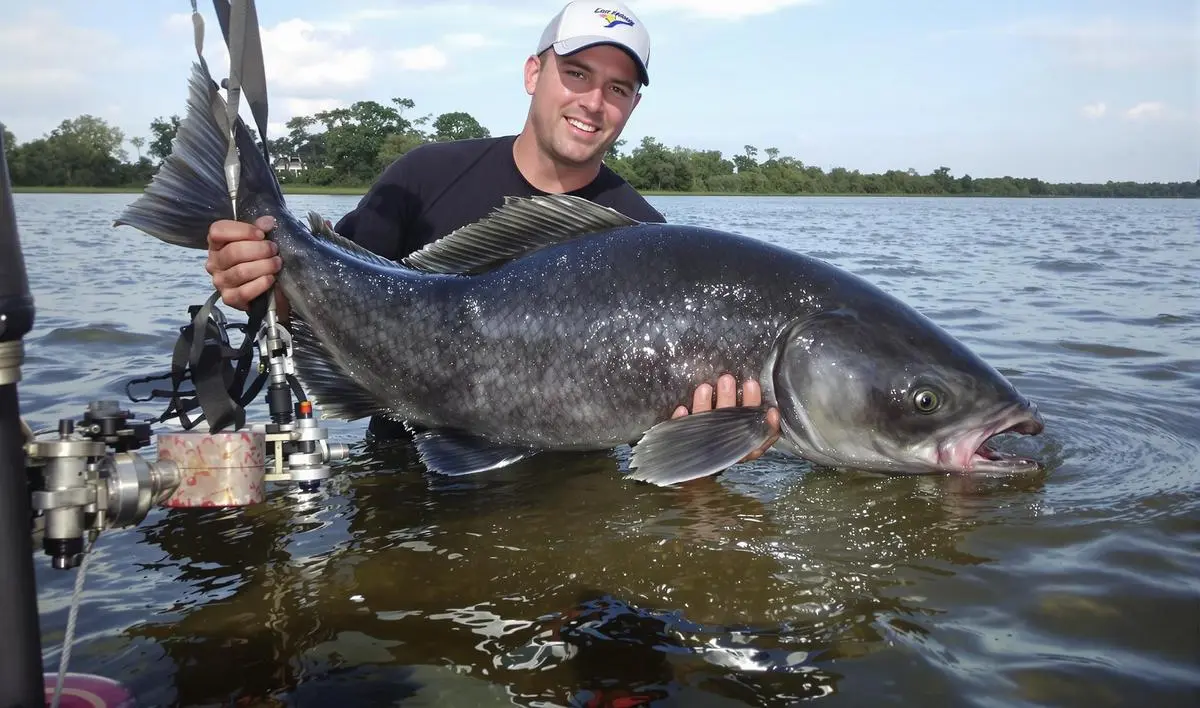 Lidando com o Pirarucu após a Captura