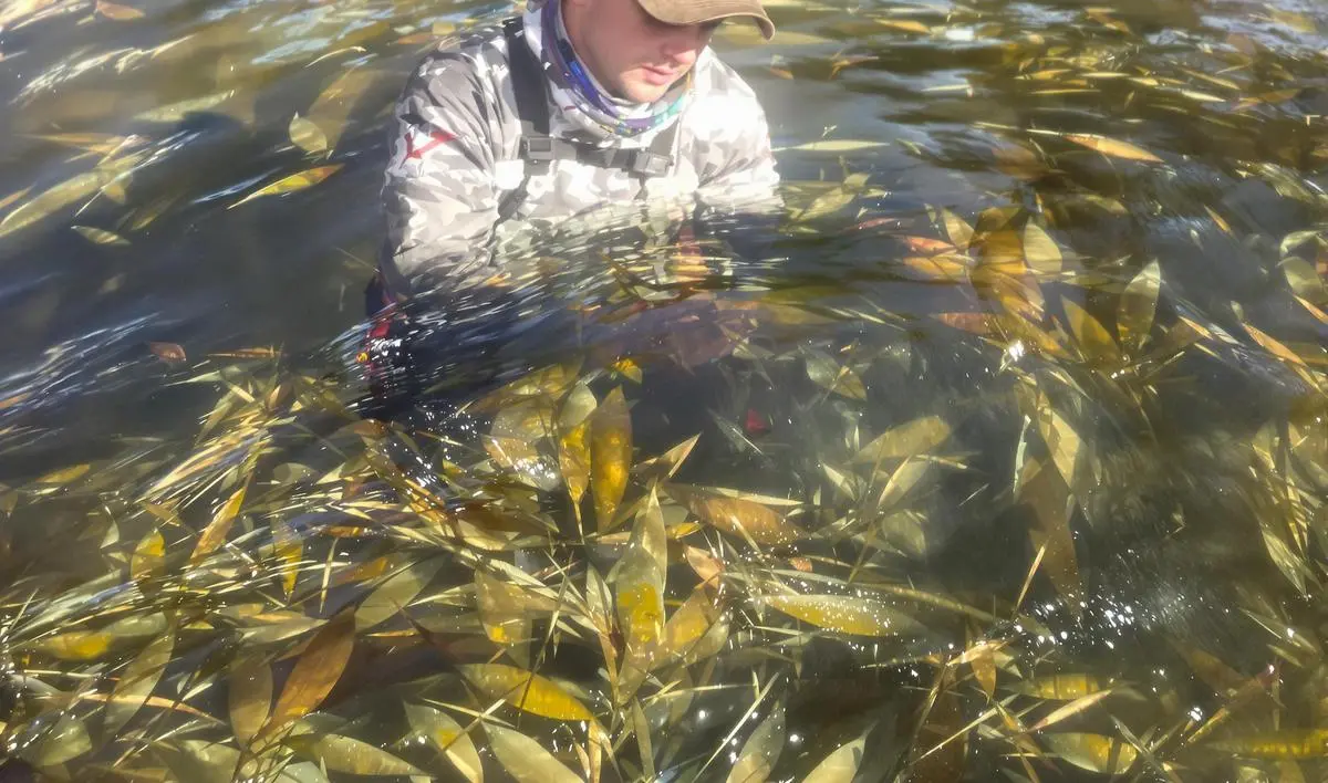 Observando o Comportamento dos Peixes