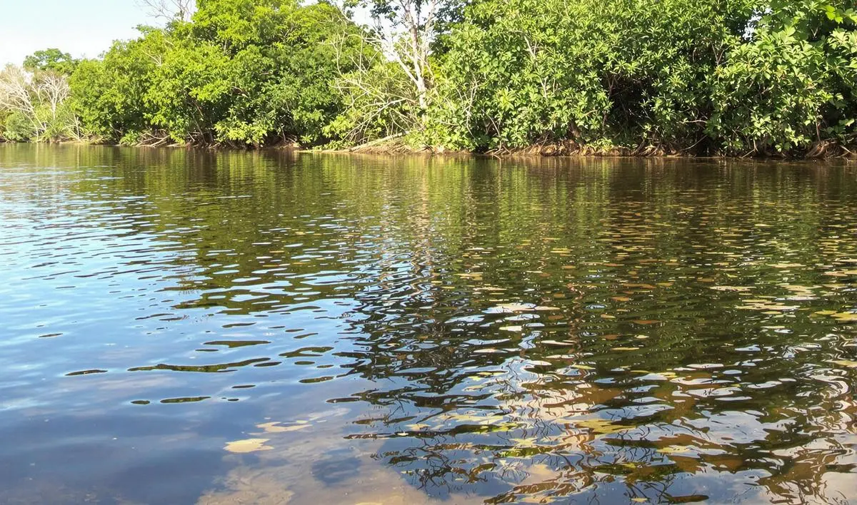 Pantanal: A Pesca em Sua Maior Expressão