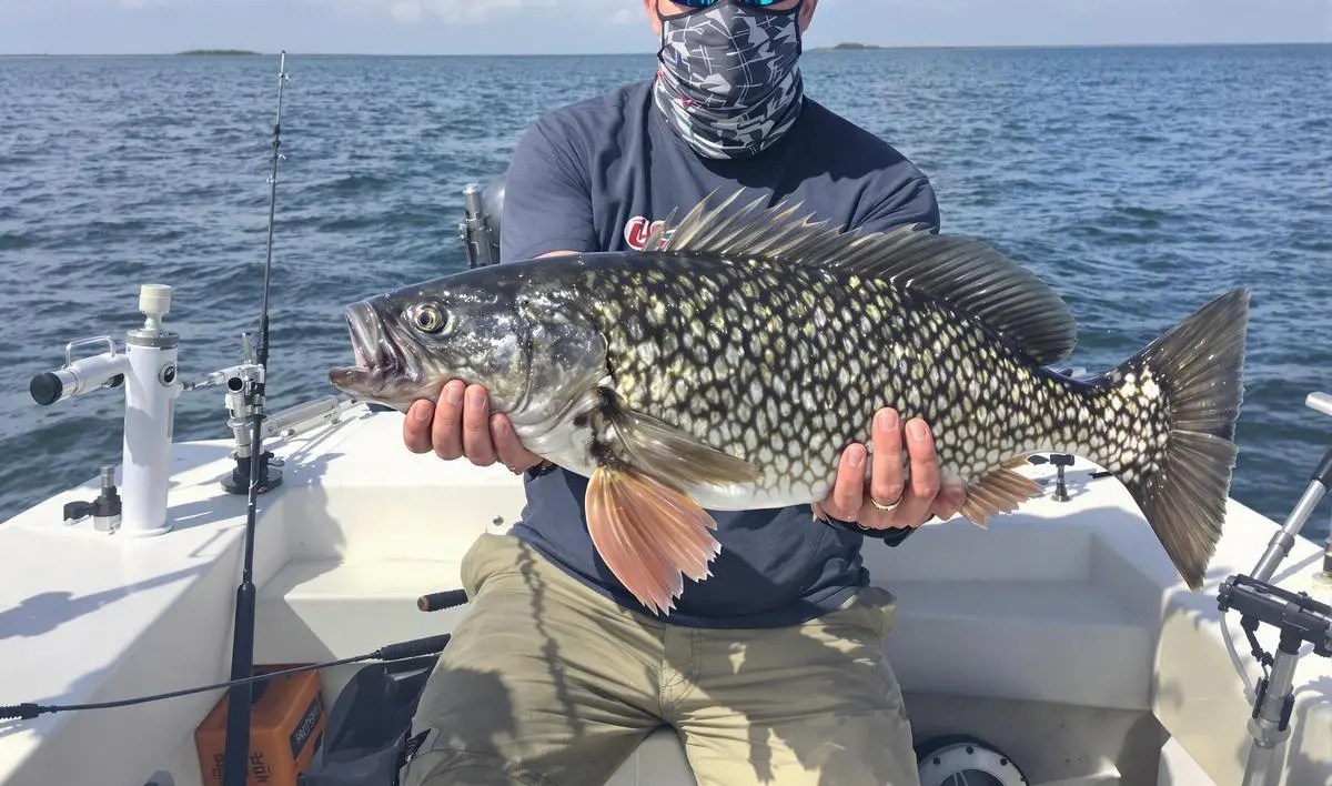 Pesca de garoupa: dicas especializadas