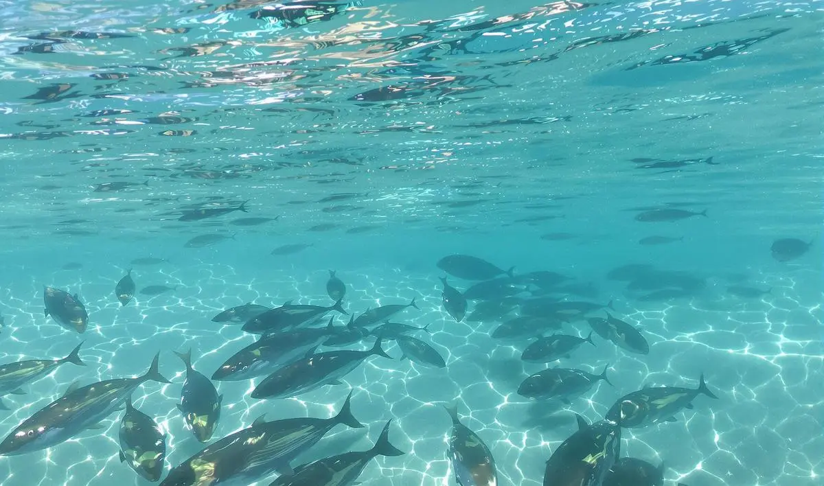 Pesca Sustentável: Preservando o Ecossistema