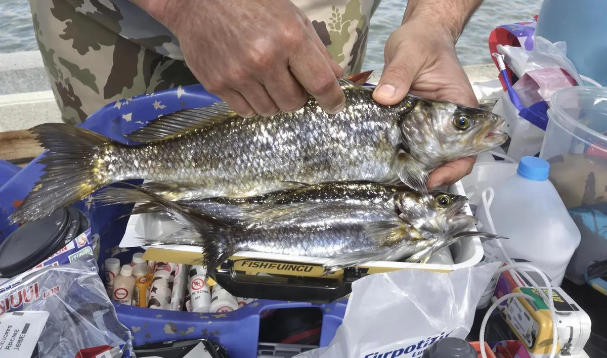 Preparando a Isca de Peixe para Pesca de Pirarucu