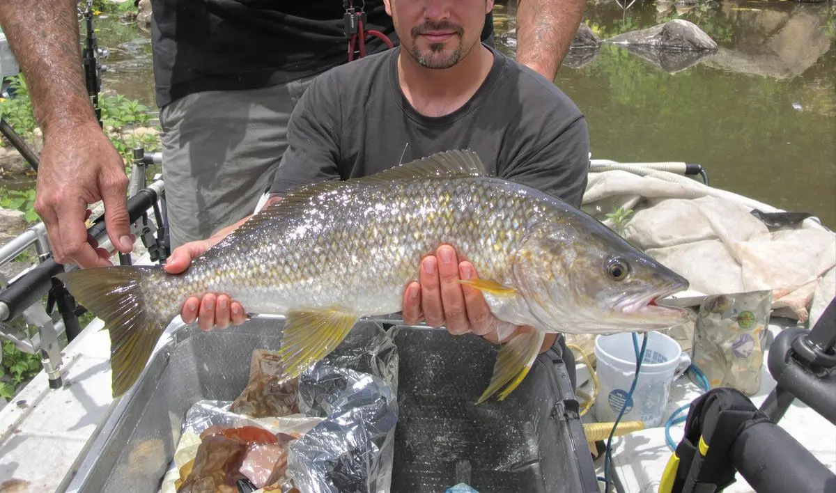 Técnicas de Pesca de Pirarara com Isca de Carne
