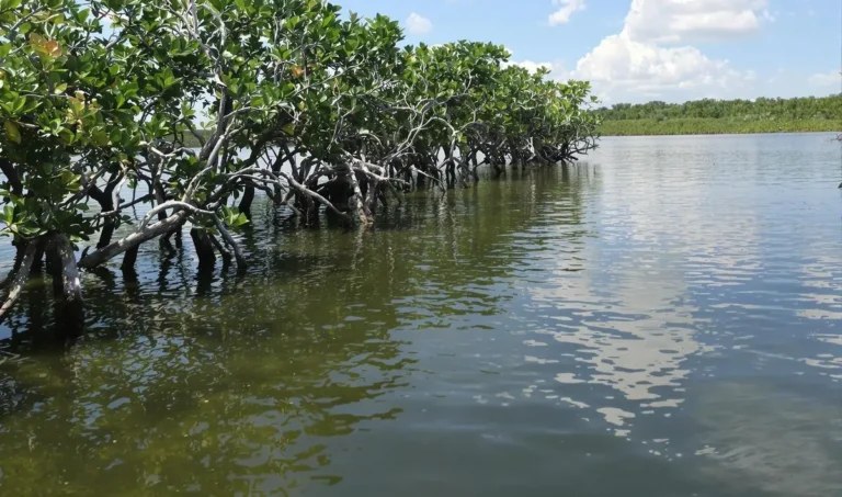 Técnicas de pesca em regiões de manguezal