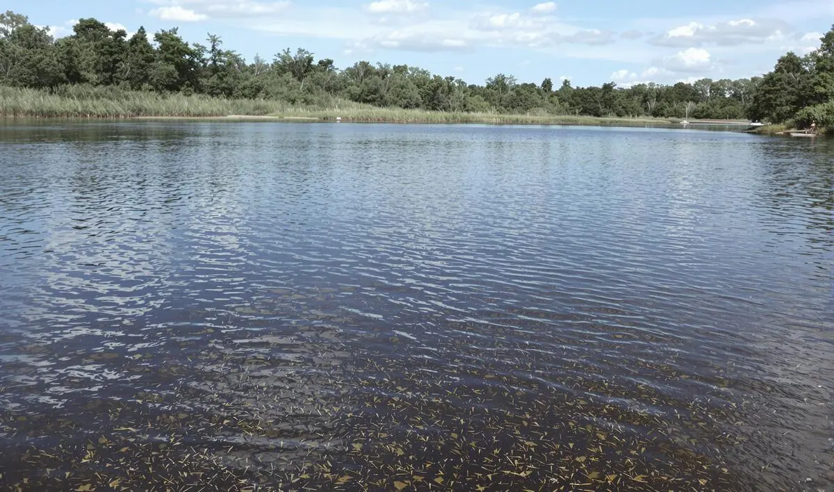 Técnicas de Pesca para Piau em Águas Rasas