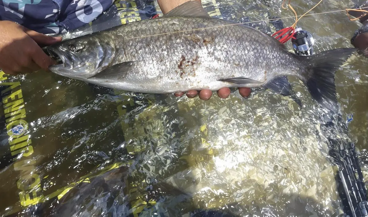 Tipos de Iscas de Carne para Piranhas