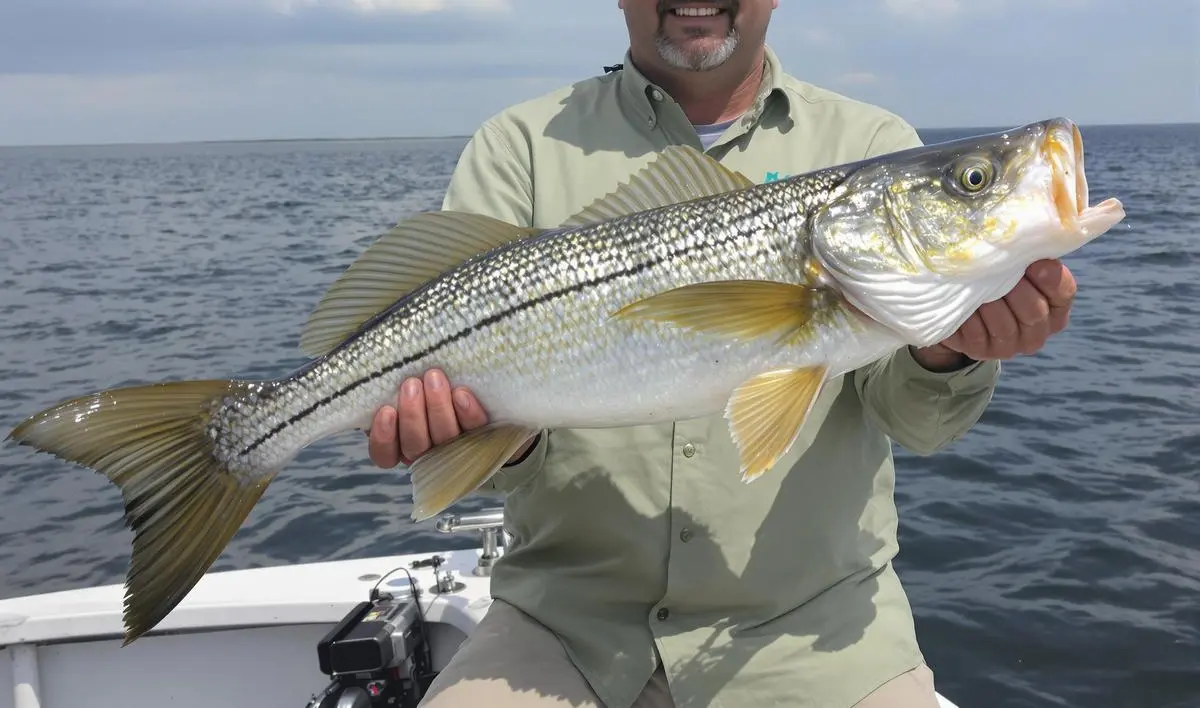 Carretilhas para complementar sua experiência na pesca de robalo