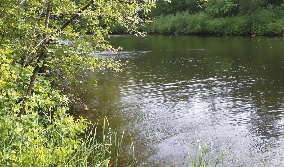 Conhecendo os Hábitos dos Peixes em Corredeiras