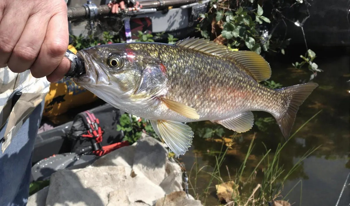 Conservando as Iscas Vivas Durante a Pescaria