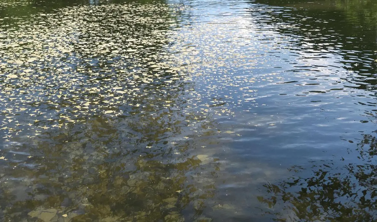 Dicas e Truques para o Sucesso