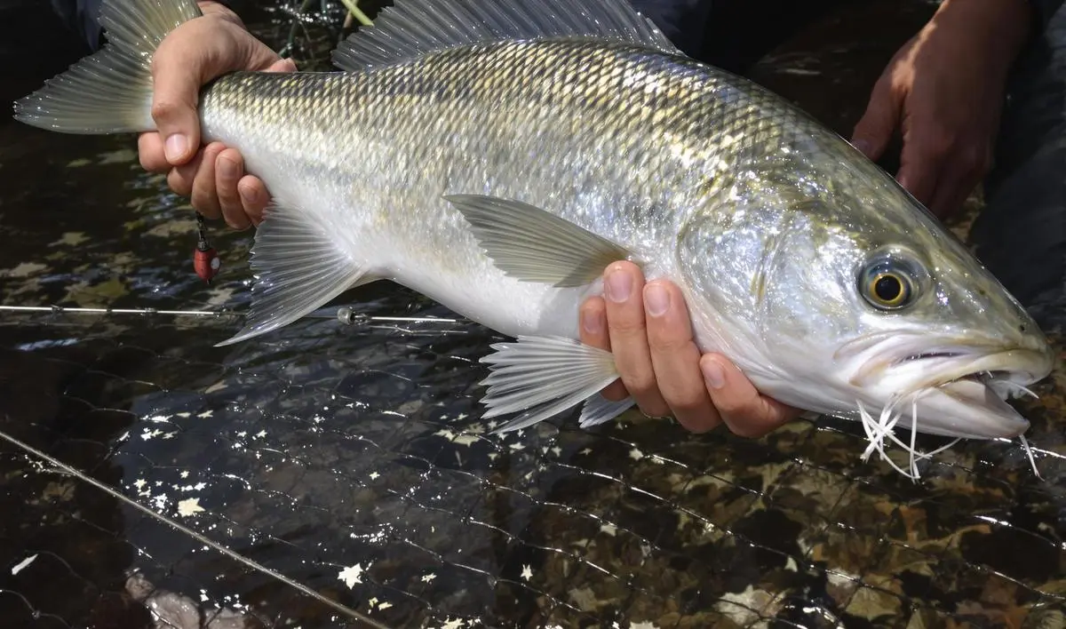 Dicas para o Sucesso na Pesca de Predadores com Isca Viva