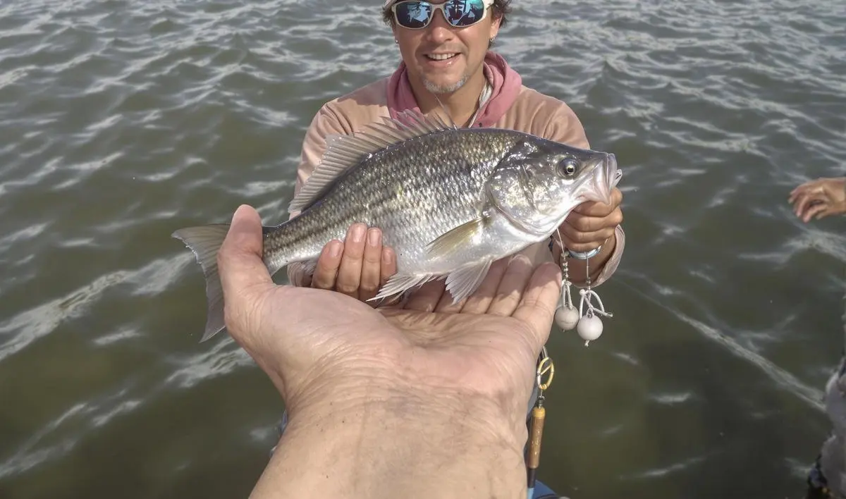 Iscas Artificiais para a Pesca de Traíra