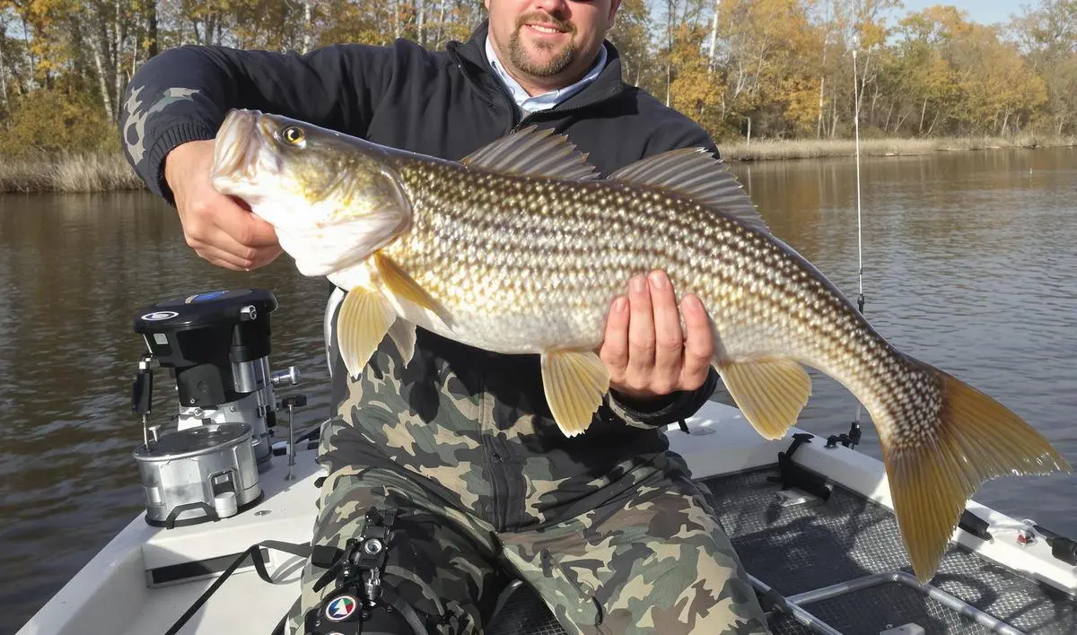 Outono: A Transição das Melhores Épocas do Ano para Pescar Robalo