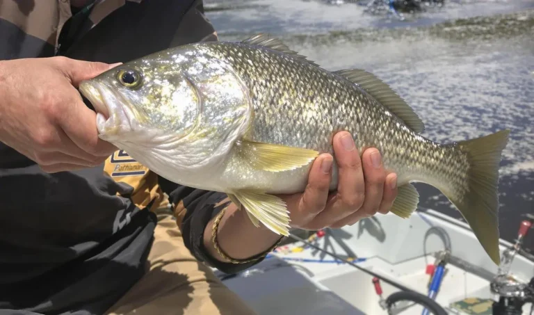 Pesca de dourado no Pantanal: o que saber