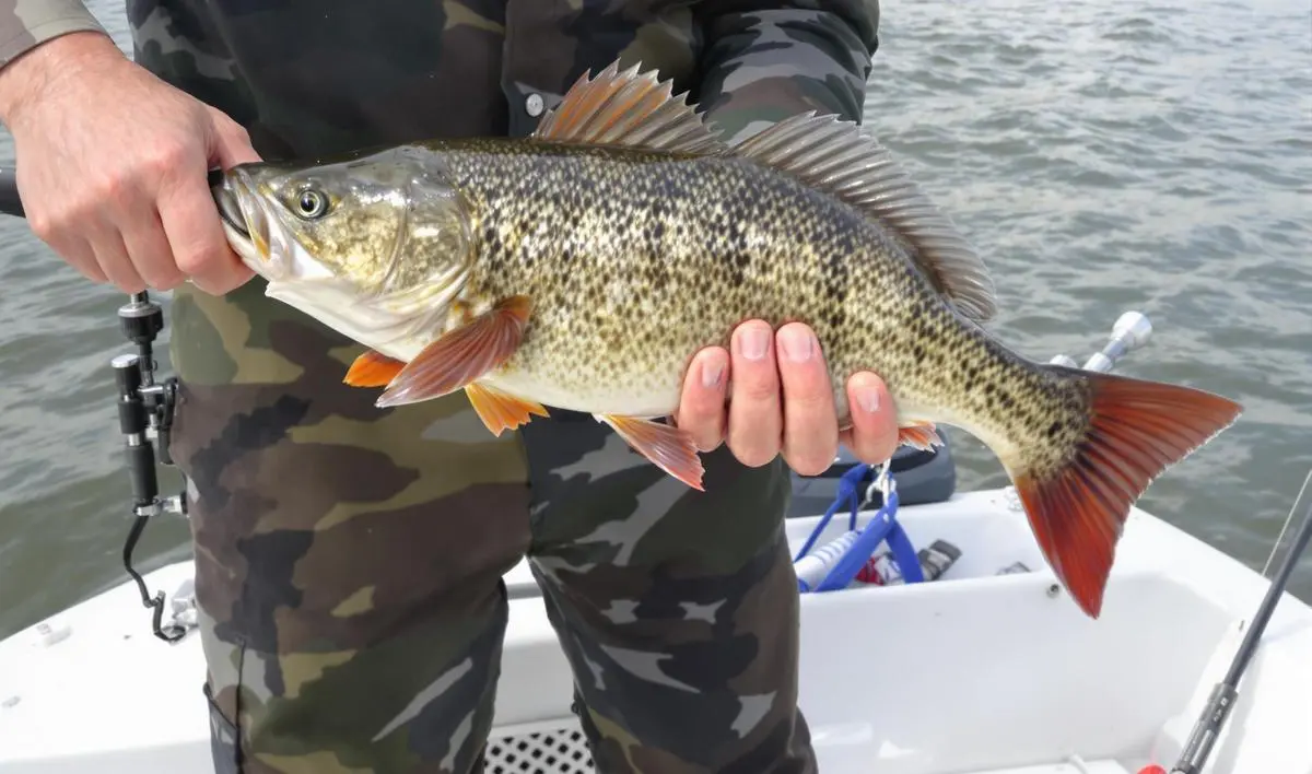 Segurança em Primeiro Lugar: Lidando com Peixes Grandes