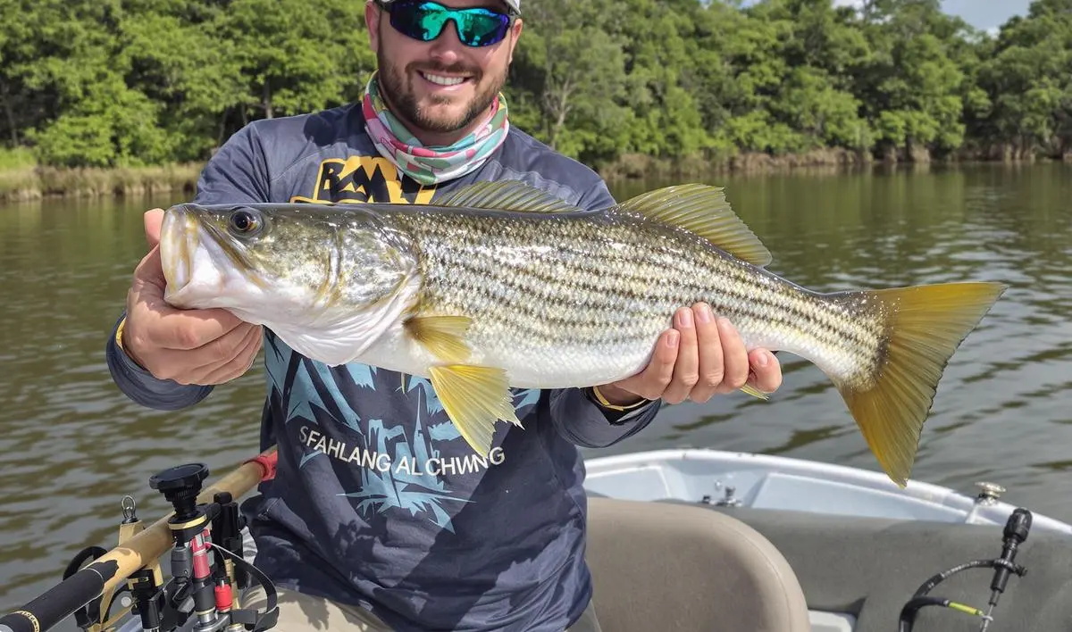 Tipos de Bambu e suas Propriedades